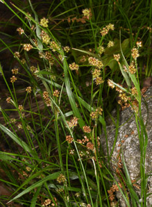 Rhynchospora capitellata (brownish beaksedge)