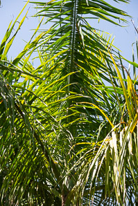 Roystonea regia (royal palm)