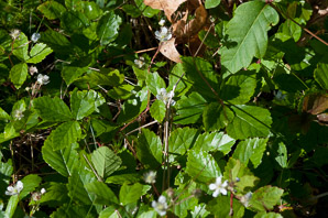 Rubus hispidus (swamp dewberry, bristly blackberry)