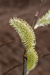 Salix cinerea (gray willow, large gray willow)