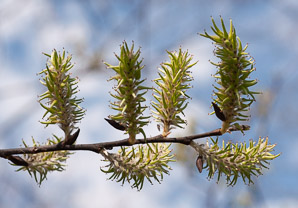 Salix cinerea (gray willow, large gray willow)