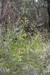 Salix laevigata (red willow)