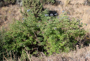Sambucus nigra (blue elderberry)