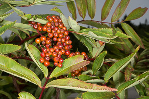 Sambucus racemosa (red elderberry, redberry elder, red-berried elder)