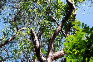 Simarouba glauca (paradise tree, dysentery-bark, bitterwood)