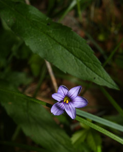 Sisyrinchium angustifolium (blue-eyed grass, narrow-leaved blue-eyed grass)