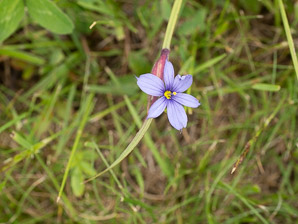 Sisyrinchium mucronatum (blue-eyed grass, needle-tipped blue-eyed-grass, needletip blue-eyed grass)