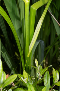 Sparganium eurycarpum (giant bur-reed)
