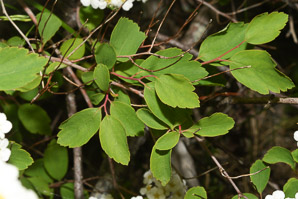 Spiraea betulifolia (birch-leaf spirea)