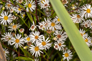 Symphyotrichum puniceum (purple-stemmed aster, red-stem aster, swamp aster, purplestem aster)