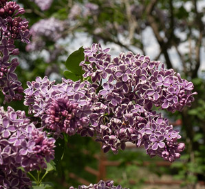 Syringa L. (lilac)