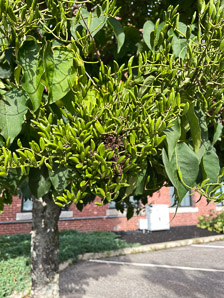 Syringa reticulata (Japanese tree lilac)