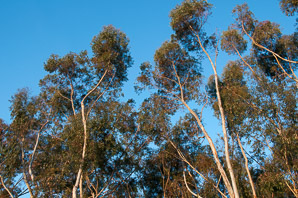 Syzygium nervosum (sugar gum, Daly River satinash)