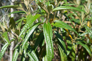 Tetrazygia bicolor (Florida tetrazygia, west indian lilac)
