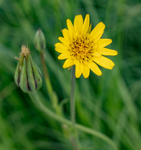 Tragopogon pratensis (meadow salsify, jack-go-to-bed-at-noon, showy goat’s-beard, meadow goat’s-beard, s, meadow goat’s beard)