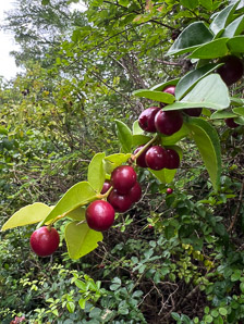 Triphasia trifolia (lime-berry, limeberry)