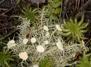 Usnea strigosa (bushy beard lichen)