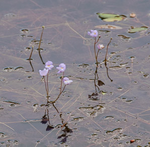Utricularia purpurea (purple bladderwort)
