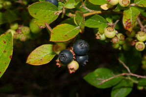 Vaccinium fuscatum (black highbush blueberry)