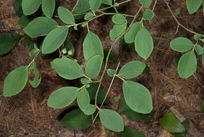 Vaccinium pallidum (hillside blueberry, billberry)