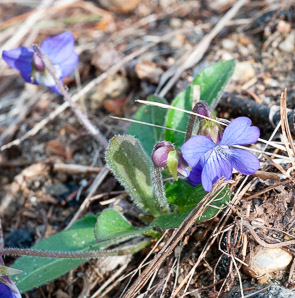 Viola (violet)