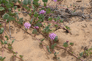 Abronia umbellata (pink sand verbena)