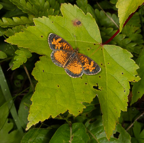 Acer rubrum (red maple, swamp maple, soft maple)