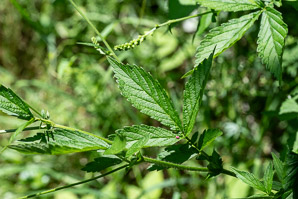 Agrimonia striata (roadside agrimony)