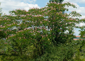 Albizia julibrissin (silktree, Persian silktree, pink silktree, mimosa tree)