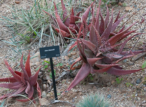 Aloe classenii (Classen’s aloe)