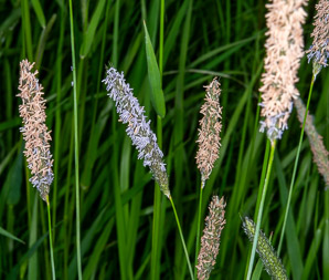 Alopecurus pratensis (field meadow-foxtail, meadow foxtail)