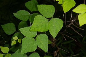 Amphicarpaea bracteata (American hog-peanut, ground bean, American hogpeanut)