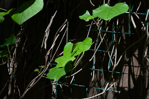 Aristolochia tomentosa (pipe-vine)