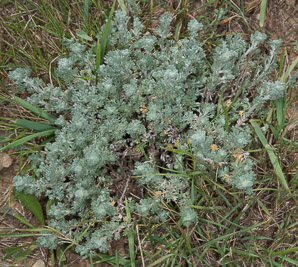 Artemisia frigida (prairie sagewort)