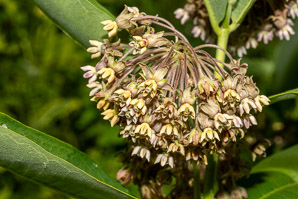 Asclepias syriaca (common milkweed, milkweed)