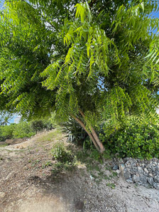 Azadirachta indica (neem, margosa, nimtree, Indian lilac)