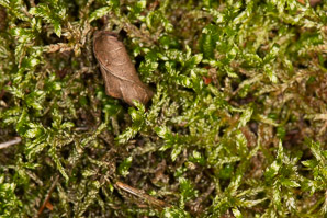 Bryoandersonia illecebra (spoon-leaved moss)