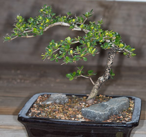 Bucida molinetii (black olive, spiny black olive, Ming tree, dwarf geometry tree)