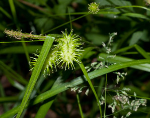 Carex (sedge)