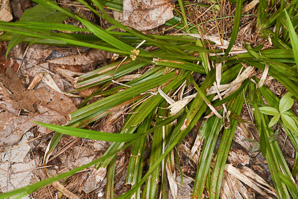 Carex arctata (drooping wood sedge, drooping woodland sedge)