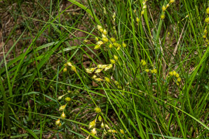 Carex hormathodes (marsh straw sedge)
