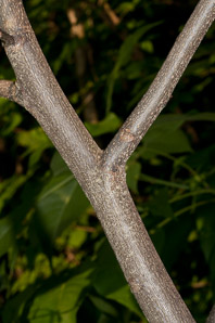 Carya ovata (shagbark hickory)