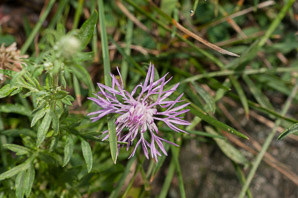 Centaurea (cornflower)