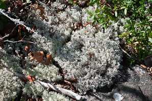 Cladina mitis (green reindeer lichen, reindeer lichen)