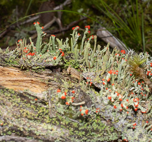 Cladonia macilenta (lipstick cup lichen, cup lichen)