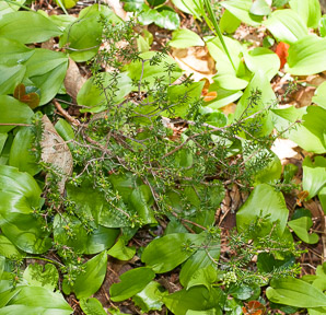 Corema conradii (broom crowberry, broom-crowberry)