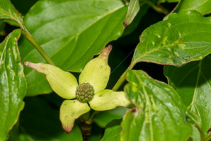 Cornus kousa (kousa dogwood, Japanese dogwood, Chinese dogwood, kouse dogwood)