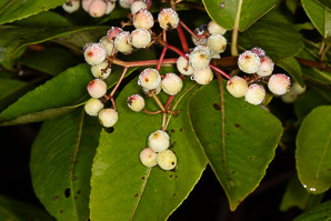 Cornus sericea (red osier dogwood)
