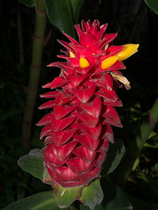 Costus comosus (red velvet ginger, spiral ginger)