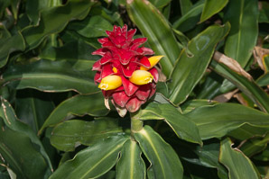 Costus comosus (red velvet ginger, spiral ginger)